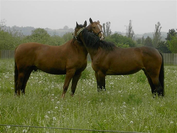 Traver *Christella* <3 - nååårh De nusser billede 8