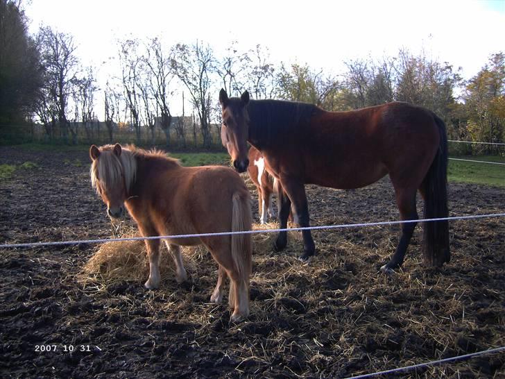 Traver *Christella* <3 - hygger lige sammen med Lukas og Luci billede 9
