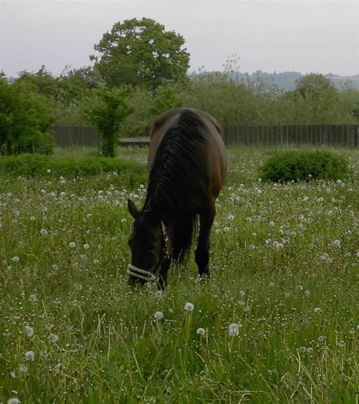 Traver *Christella* <3 billede 10