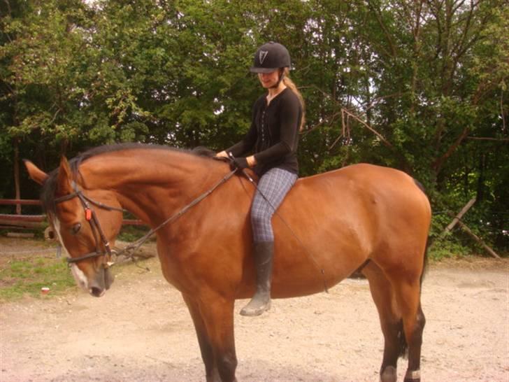 Dansk Varmblod Lillevangs Rico - Endelig et ridebillede billede 13