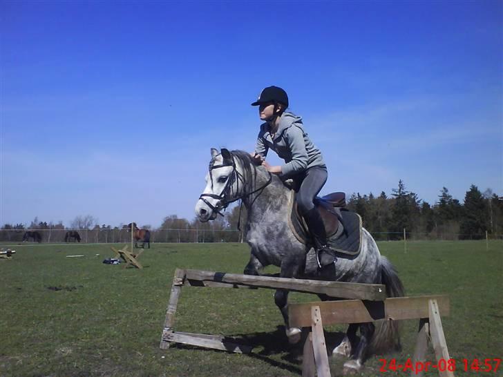 Welsh Mountain (sec A) Sondegaardens Freja billede 16
