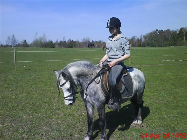 Welsh Mountain (sec A) Sondegaardens Freja billede 17