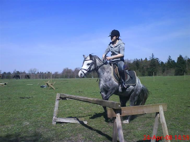 Welsh Mountain (sec A) Sondegaardens Freja billede 18