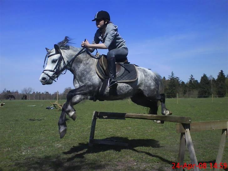 Welsh Mountain (sec A) Sondegaardens Freja - 80 cm <3´ billede 19