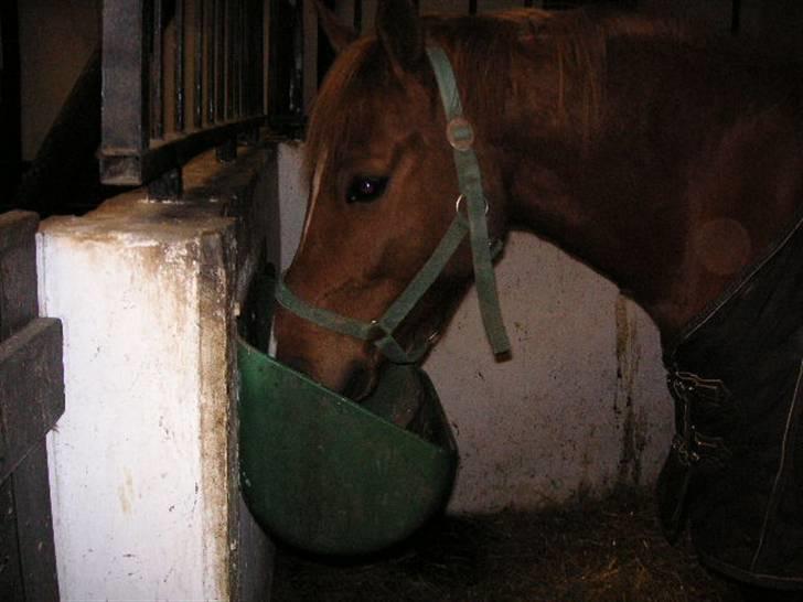 Anden særlig race Bauke <3 R.I.P  billede 12