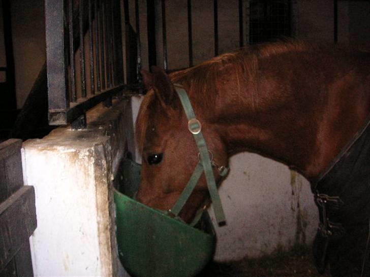 Anden særlig race Bauke <3 R.I.P  billede 13