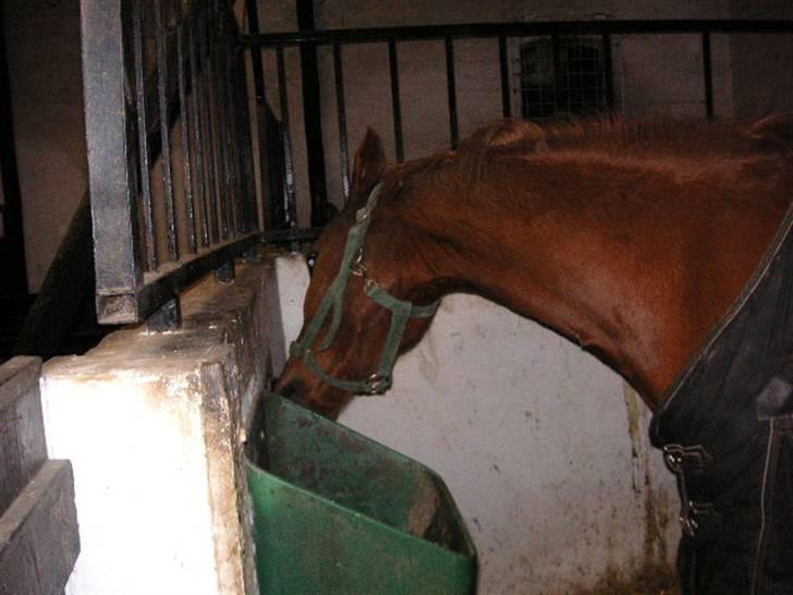 Anden særlig race Bauke <3 R.I.P  billede 14