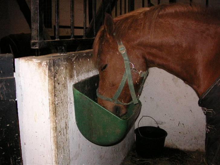 Anden særlig race Bauke <3 R.I.P  billede 15