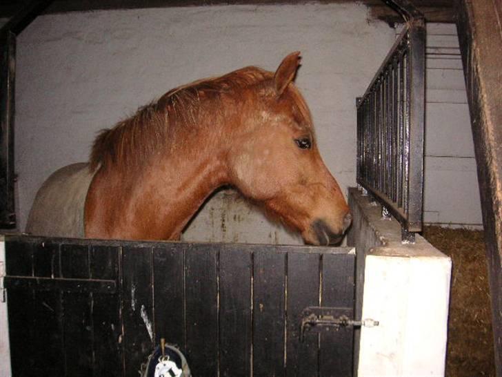 Anden særlig race Bauke <3 R.I.P  billede 16