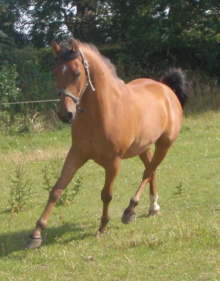 Anden særlig race Maccoy II *Solgt* billede 5