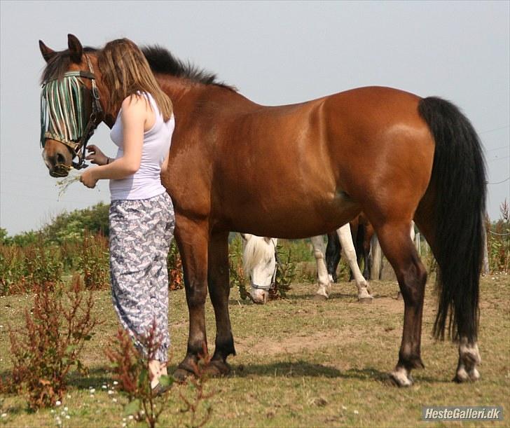 Hollandsk Sportspony Cirkeline - solgt - Min skat - 2010 billede 8