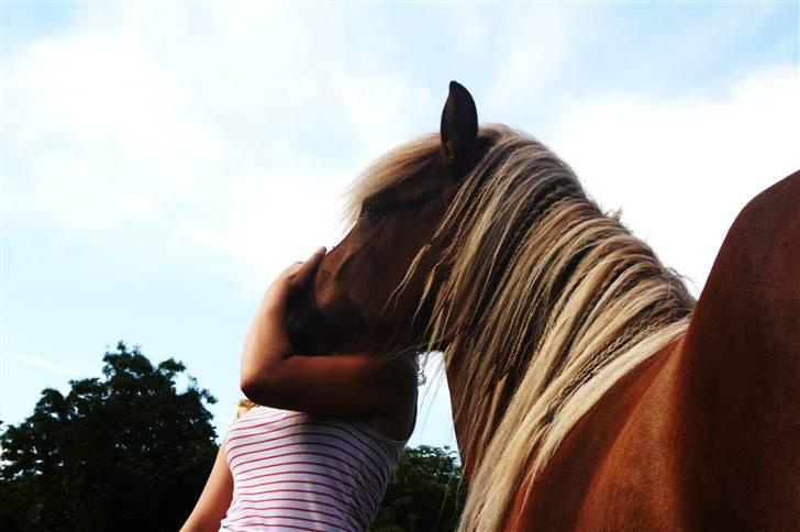 Islænder Fifla - Hygge. billede 15