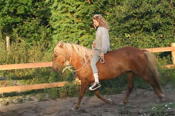 Islænder Fifla - Mit pt. eneste ridebillede. Første gang for Fifla uden bid og sadel! billede 16