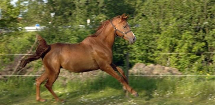 Arabisk fuldblod (OX) Que Vida Koala billede 6