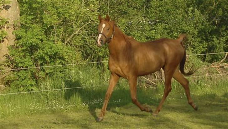 Arabisk fuldblod (OX) Que Vida Koala billede 7