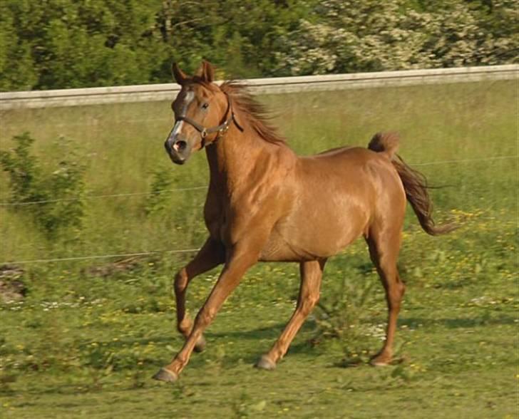 Arabisk fuldblod (OX) Que Vida Koala billede 8