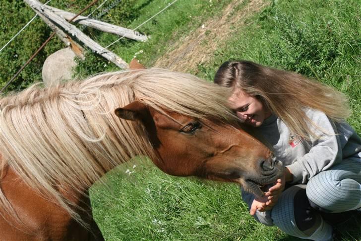 Islænder Fifla - <3 billede 17