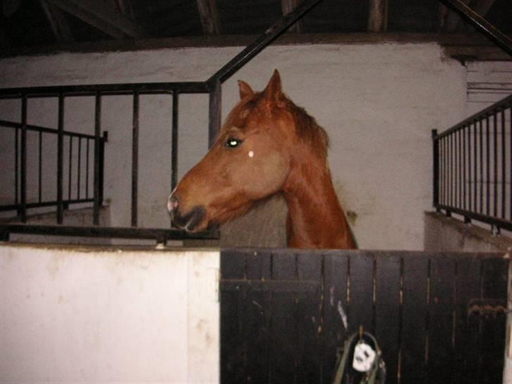 Anden særlig race Bauke <3 R.I.P  billede 17