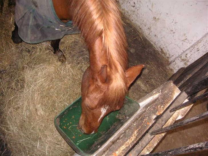 Anden særlig race Bauke <3 R.I.P  billede 18