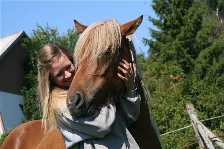 Islænder Fifla - Fjolle pony! billede 19