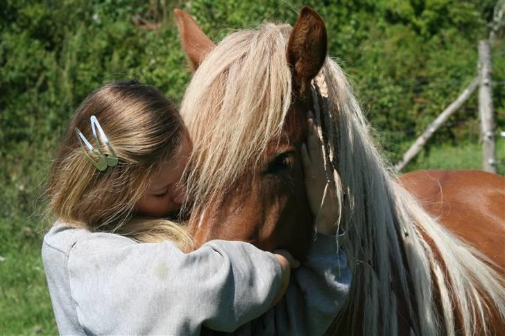 Islænder Fifla - <3 billede 20