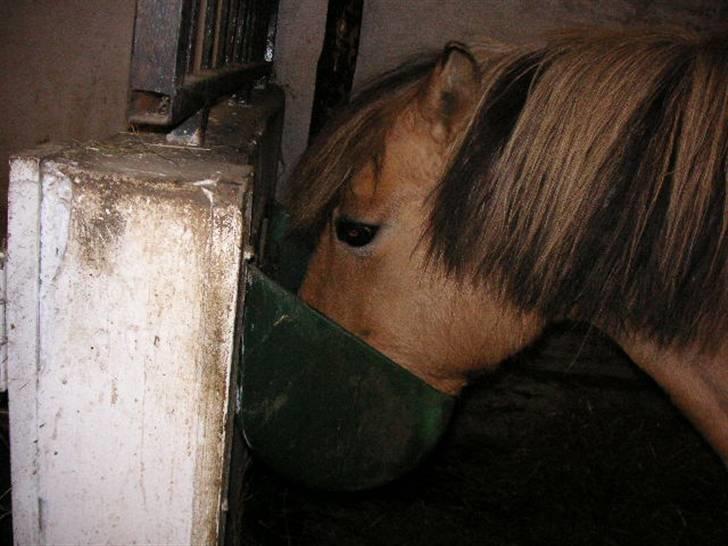 Anden særlig race Tulle (: - Solgt billede 9