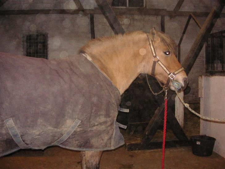 Anden særlig race Tulle (: - Solgt billede 10