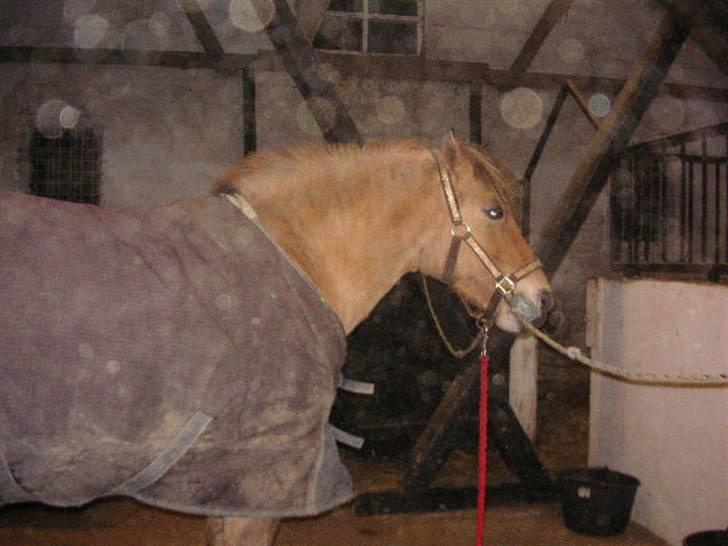 Anden særlig race Tulle (: - Solgt billede 11