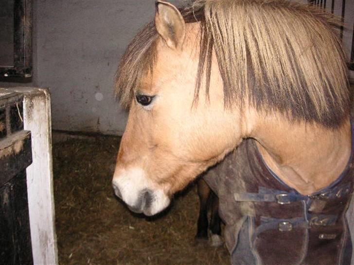 Anden særlig race Tulle (: - Solgt billede 12