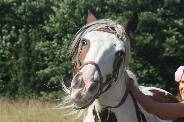 Irish Cob Leopold hvil i fred billede 15