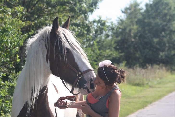 Irish Cob Leopold hvil i fred billede 16