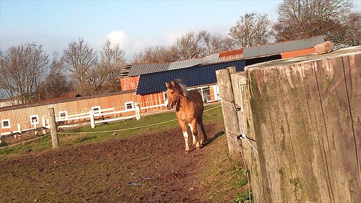 Anden særlig race Charming - Smukke!!<3  billede 16