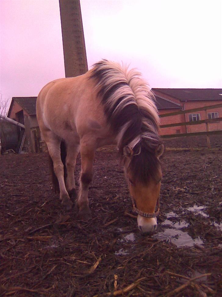 Fjordhest Taura.  - Når mig og Taura øver horsemanship, jeg sad på jorden og ventede på ham :0)  billede 1