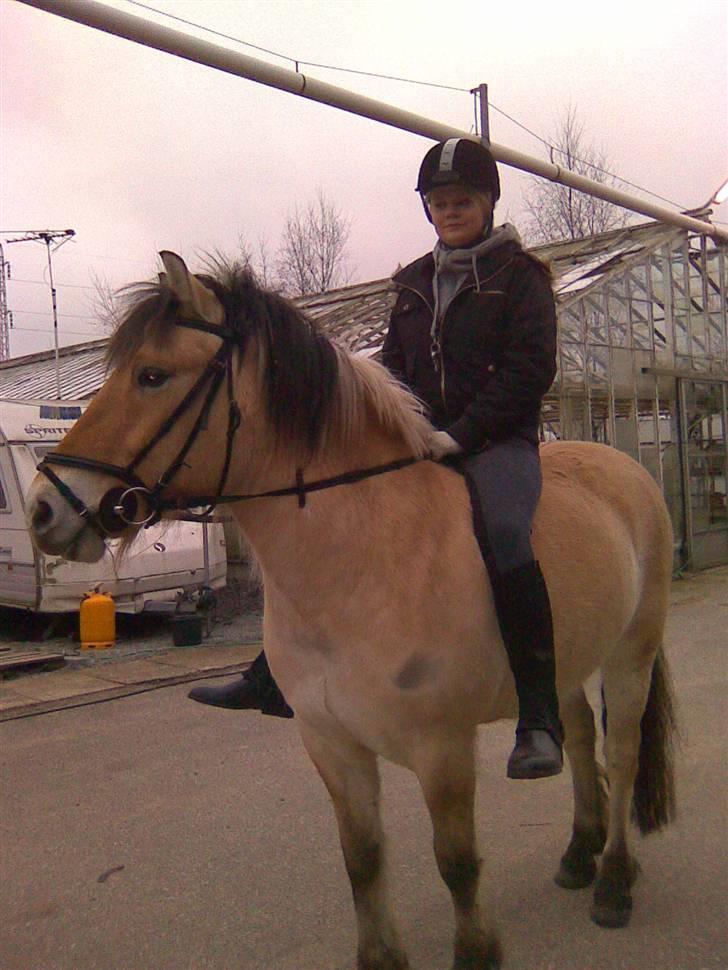 Fjordhest Taura.  - Ja jeg ved at han har fået slidmærker, men det er fordi at dækkenet er for stort så han går med undertrøje pt! -  billede 3