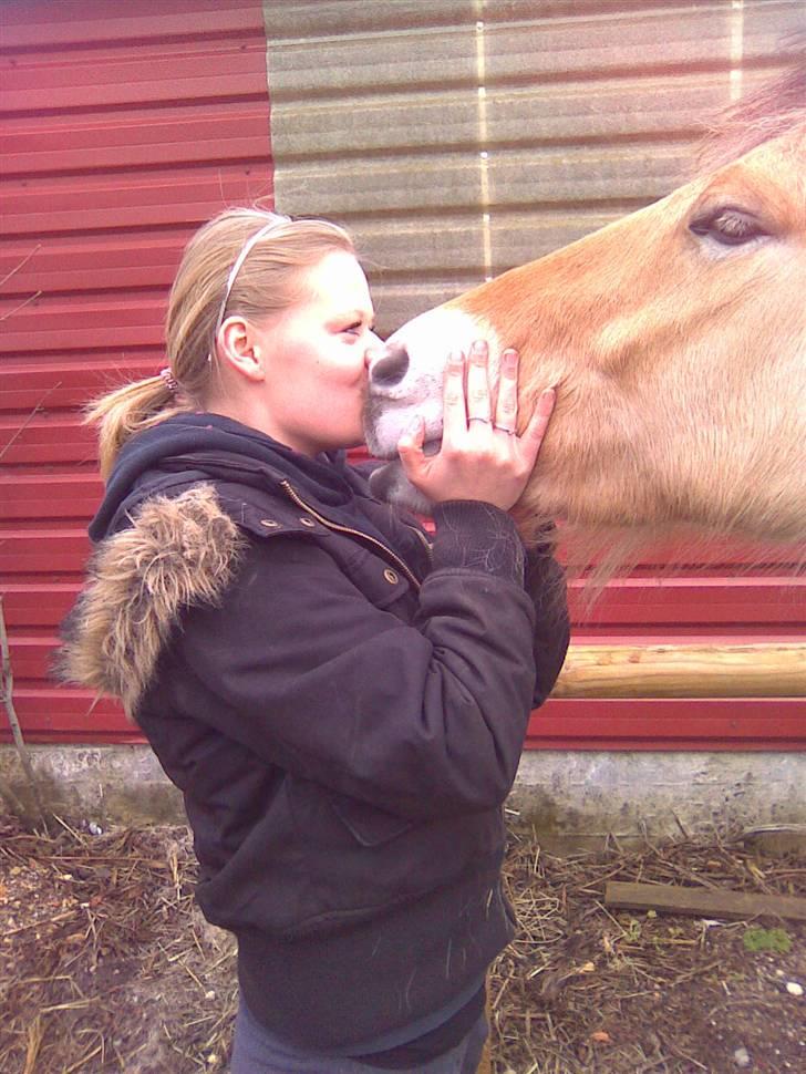 Fjordhest Taura.  - Når Taura gider give en møsser. - Jeg elsker dig :I  billede 4