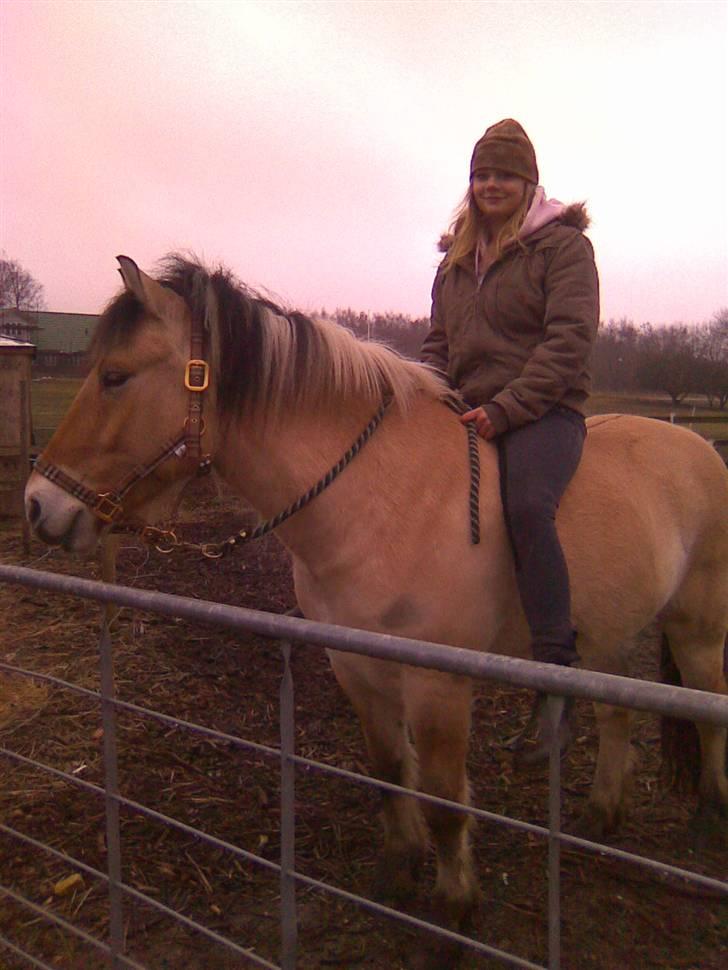 Fjordhest Taura.  - Fuck jeg ser fed ud, - men jeg gad ik gå mere. Så jeg satte mig op på Taura. (:  billede 5