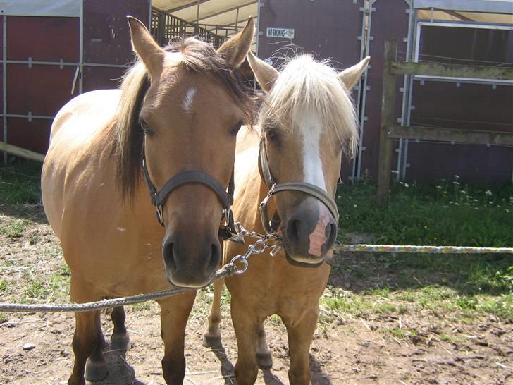Anden særlig race Kandy Sweet *Red* - kandy&kosmo<3333333333333 billede 16