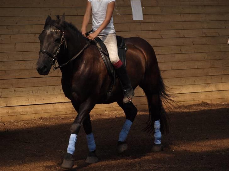 Anden særlig race Thor billede 17