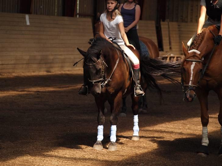 Anden særlig race Thor billede 18