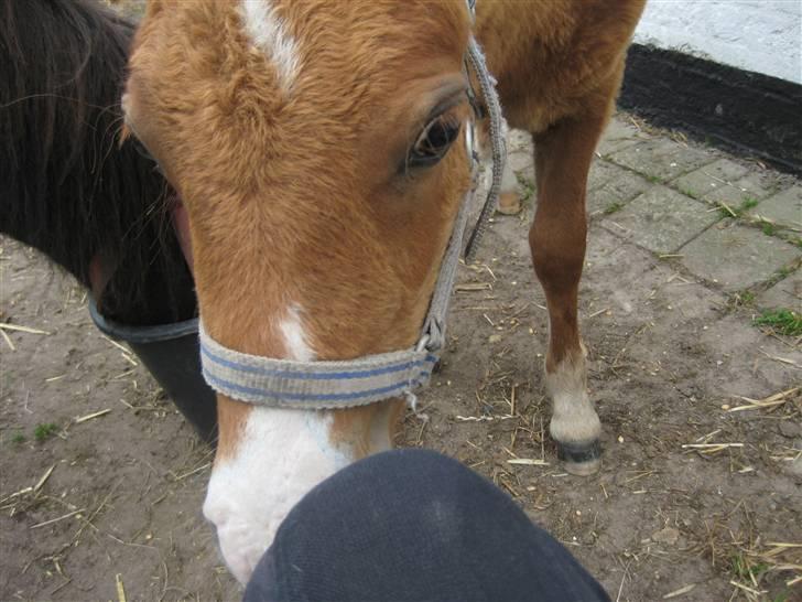 Shetlænder Cæsar - Shsss, nu kommer jeg ;-) billede 13