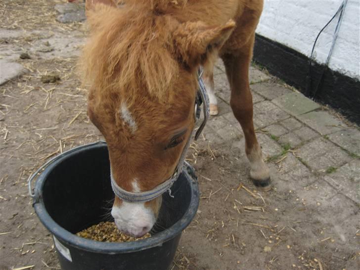 Shetlænder Cæsar - Mmm maaad :D billede 14