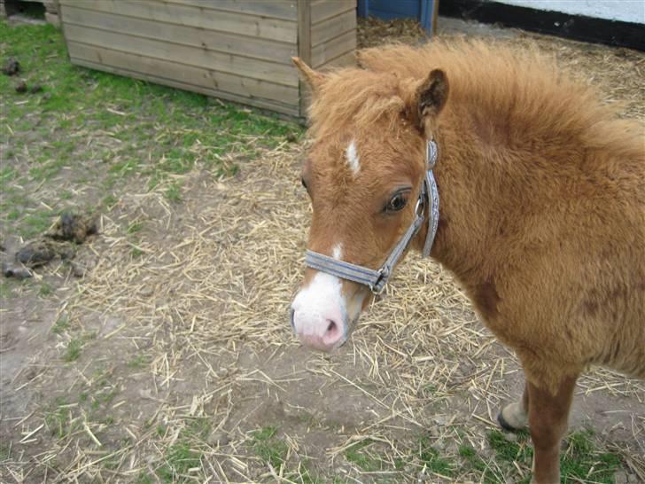 Shetlænder Cæsar billede 15