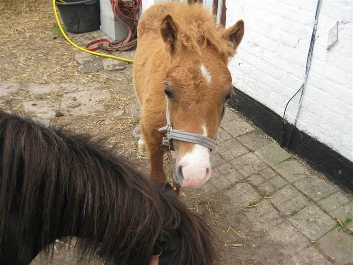 Shetlænder Cæsar - Heii! Jeg spiser med miin mor :D billede 16