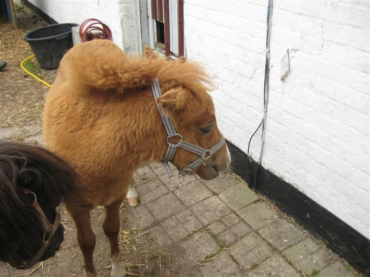 Shetlænder Cæsar billede 17