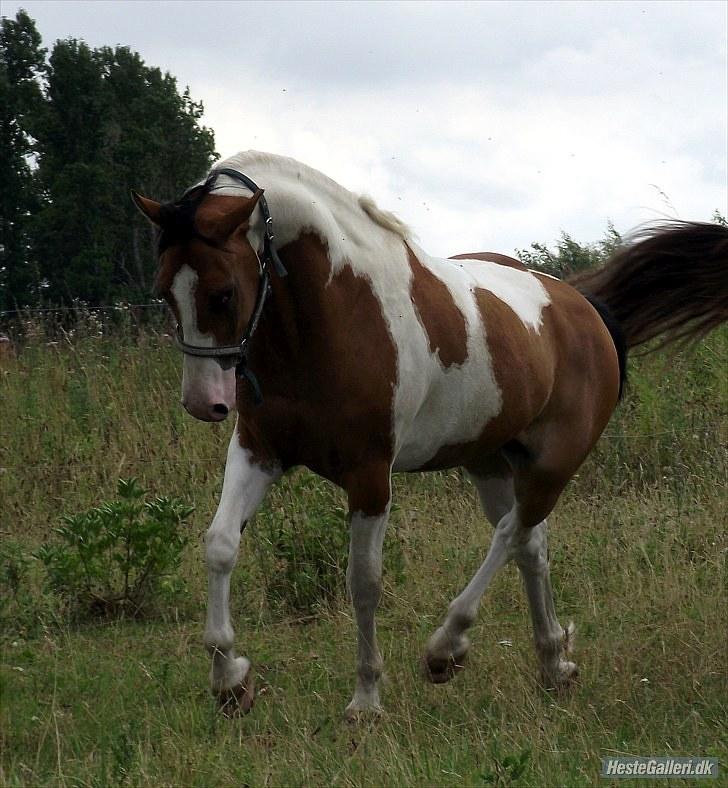 Anden særlig race Camino *CMNS* -  Mino på fold (bare lidt lækker) Foto: Catarina billede 6