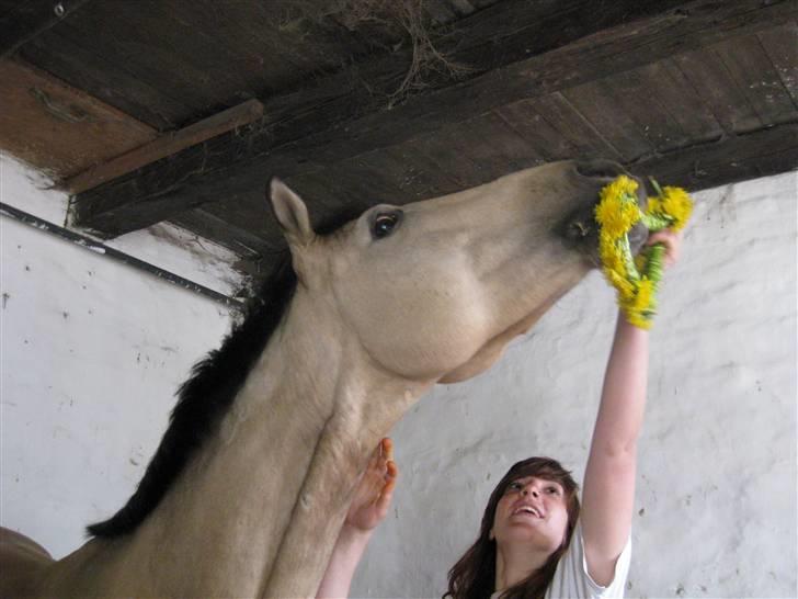 Anden særlig race Cedergårends Dun Diamond  - Don der æder  en blomsterkrans Simone lavede billede 6