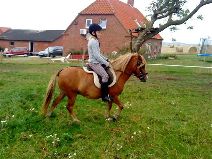 Welsh Mountain (sec A) Malina billede 9