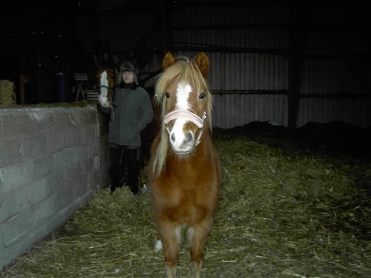 Welsh Mountain (sec A) Malina billede 12