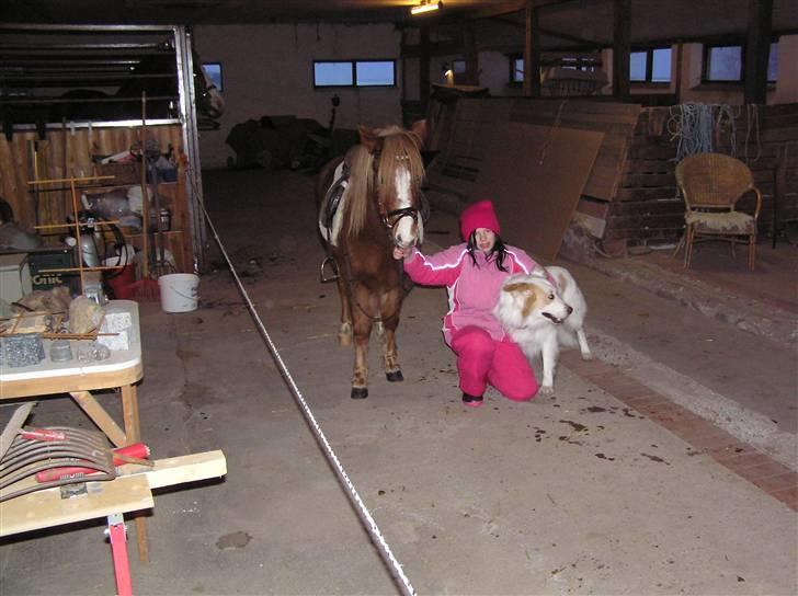 Welsh Mountain (sec A) Malina billede 16