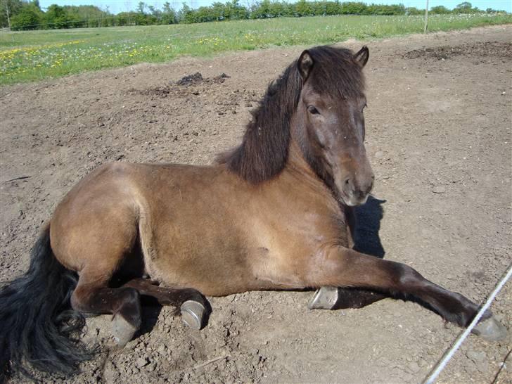 Islænder Krummi fra støvbogaard - ej skal jeg virkelig op nu!!! <3 billede 14